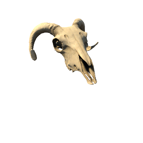 Skull Variant